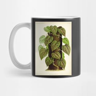 Piper ornatum - botanical illustration Mug